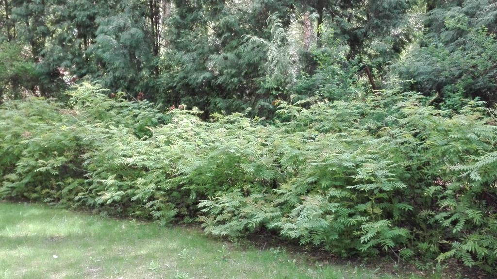 Villa Le Matin Konstancin-Jeziorna Exteriör bild